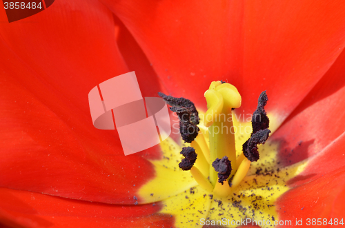 Image of Beautiful close up of tulips in Gardens by the Bay in Singapore