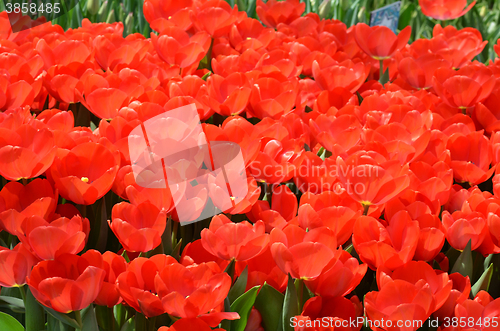 Image of Beautiful close up of tulips in Gardens by the Bay in Singapore