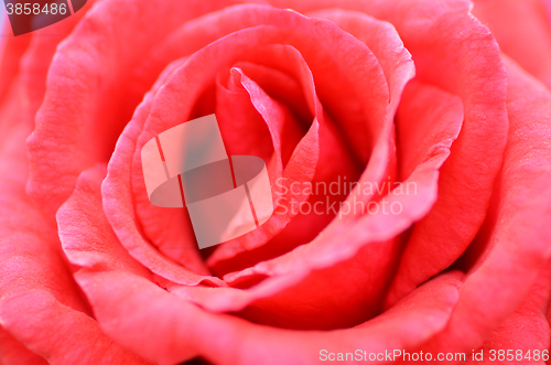 Image of Red rose flower