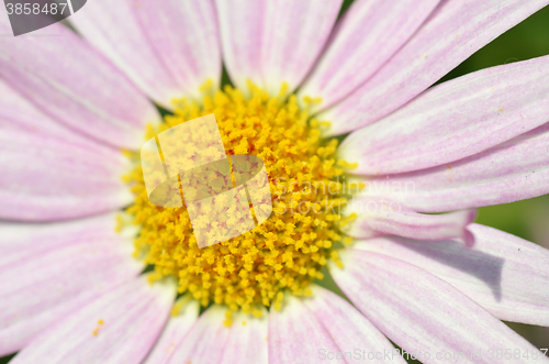 Image of Lovely purple flower closeup