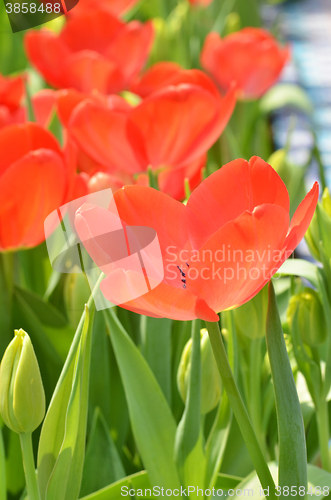 Image of Tulips in spring