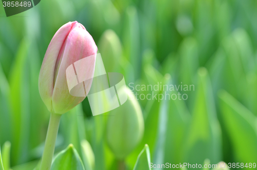 Image of Beautiful close up of tulips in Gardens by the Bay in Singapore