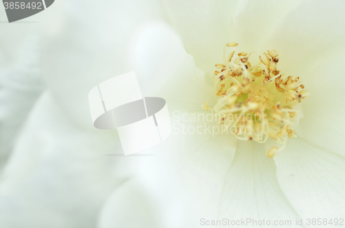 Image of White rose flower