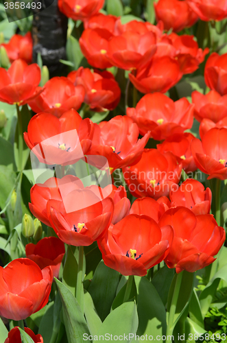 Image of Beautiful close up of tulips in Gardens by the Bay in Singapore