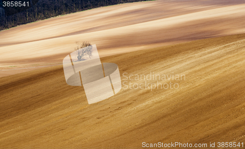 Image of Spring landscape with tree, field and forest