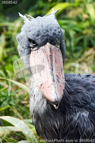 Image of Shoebill (also known as whalehead or shoe-billed stork)