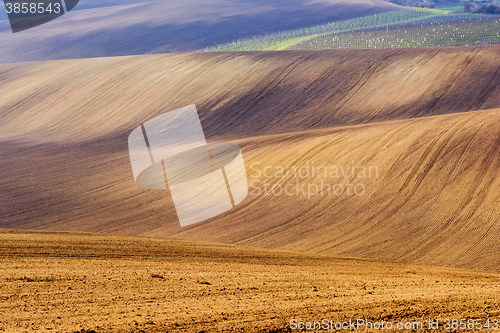 Image of Spring landscape with vineyard and fields