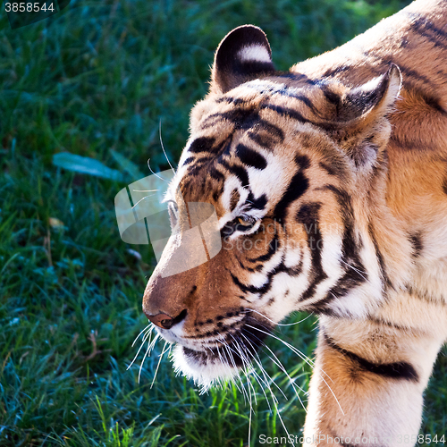 Image of Tiger	