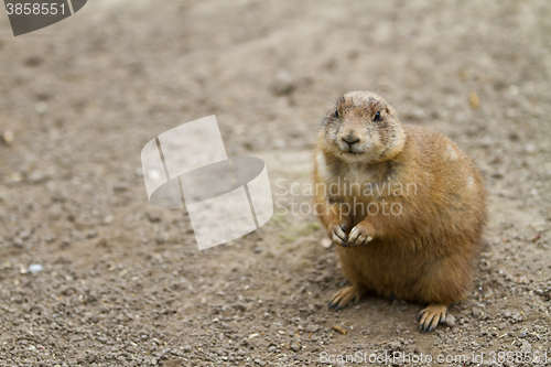 Image of Squirrel