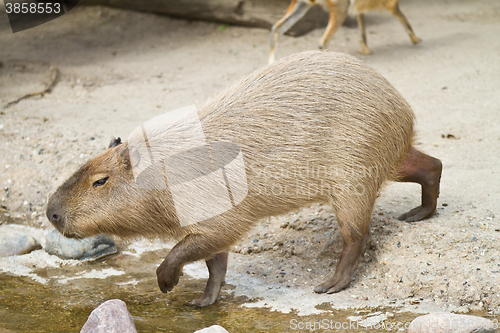 Image of capybara