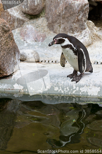 Image of Penguins ,Sphenisciformes