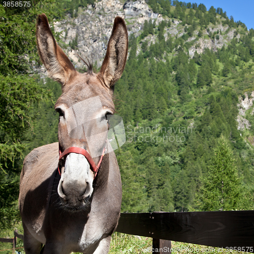 Image of Donkey close up