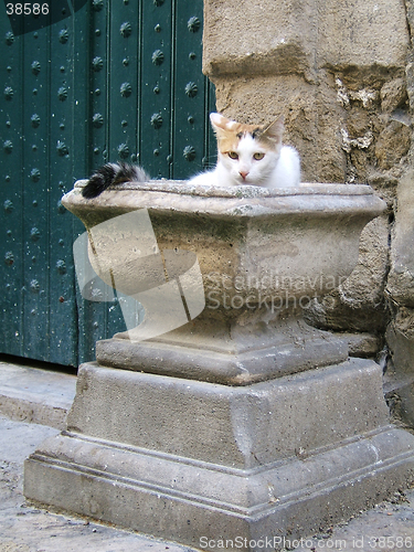 Image of Cat on a plant pot