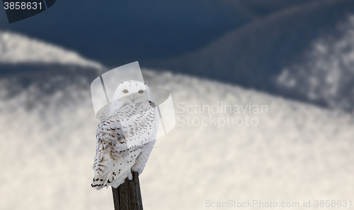 Image of Snowy Owl on Fence Post