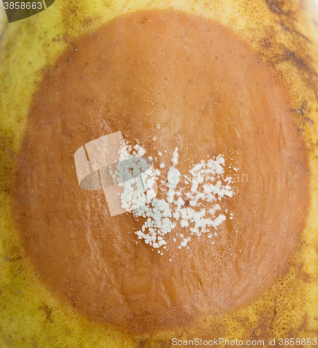 Image of Pear with white area of fungus growing on it, selective focus