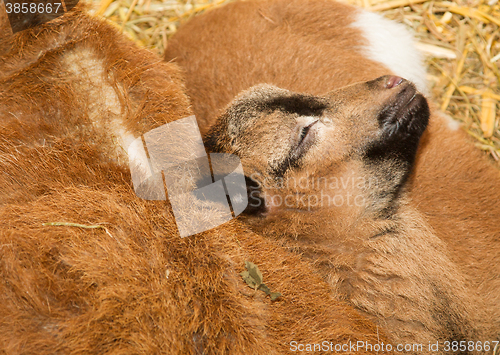 Image of Newborn brown goat 