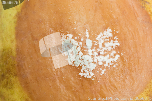 Image of Pear with white area of fungus growing on it, selective focus