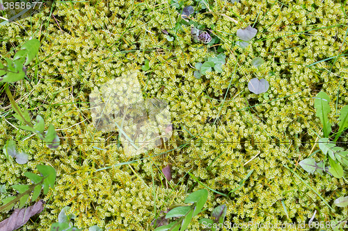 Image of Moss texture, background 