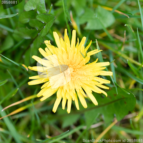 Image of Yellow dandelion in the grass, selective focus, close up, macro