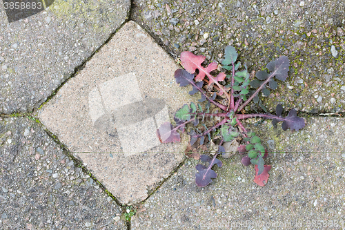 Image of Weed growing in the cracks between patio stones