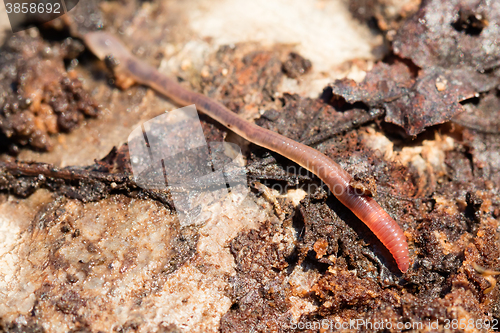 Image of Earthworms on a piece of wood, selective focus