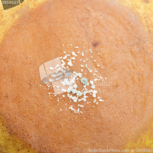 Image of Pear with white area of fungus growing on it, selective focus