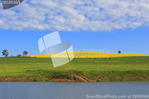 Image of Canola Hills and Grazing Pastures