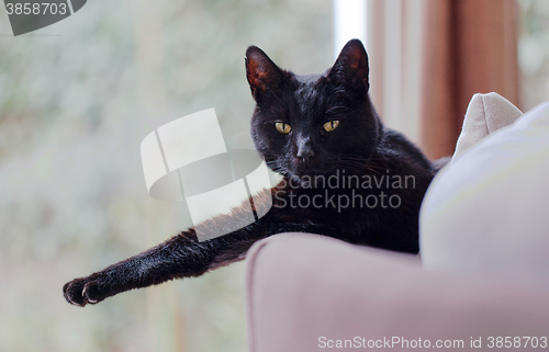 Image of Black cat relaxing