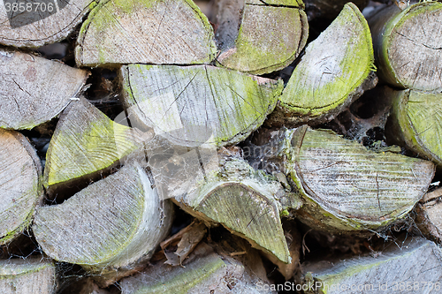 Image of Wood pile turning green