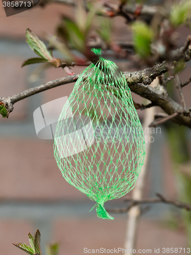 Image of Tallow bird food (empty net) 