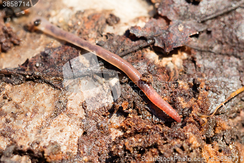 Image of Earthworms on a piece of wood, selective focus