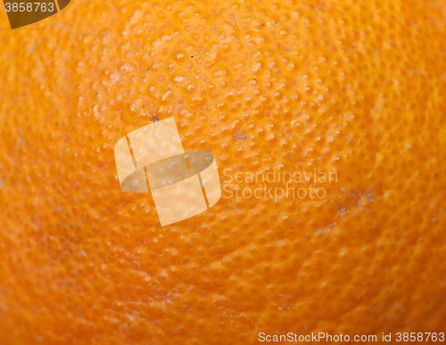 Image of Orange fruit (Citrus)