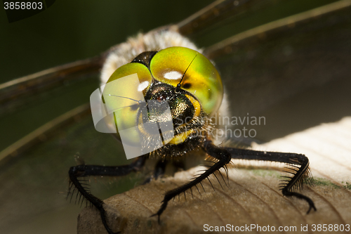 Image of dragon fly