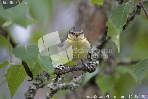 Image of young blue tit