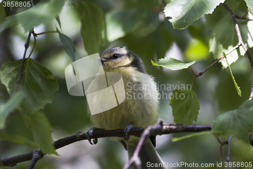 Image of blue tit chick