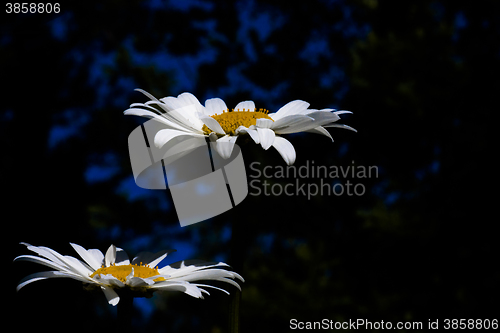 Image of daisies