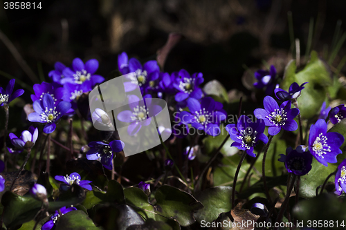 Image of blue anemones