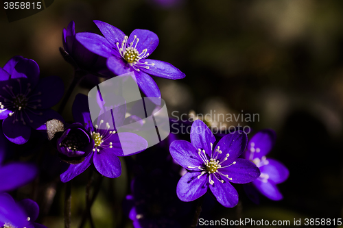 Image of blue anemones