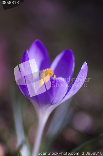 Image of crocus