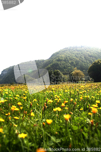 Image of Flowers landscape