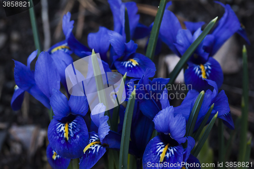 Image of iris