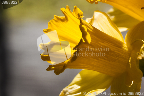 Image of golden daffodil