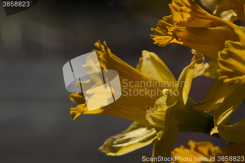Image of golden daffodil