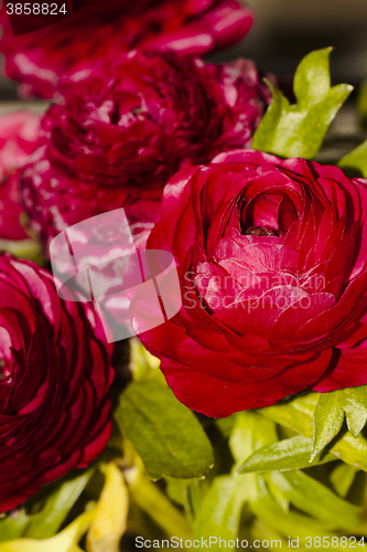 Image of persian buttercup