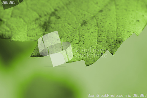 Image of Beautiful background leave