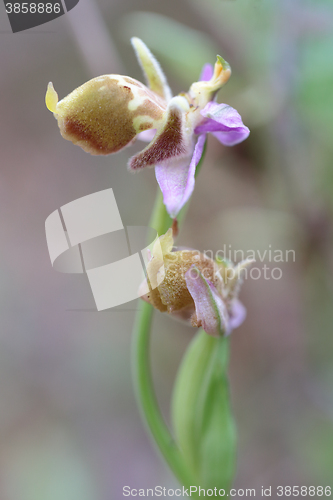 Image of Bishops orchid on Crete