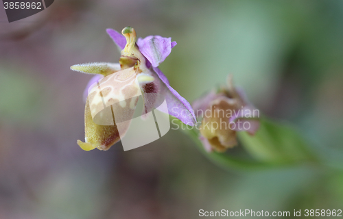 Image of Bishops orchid on Crete