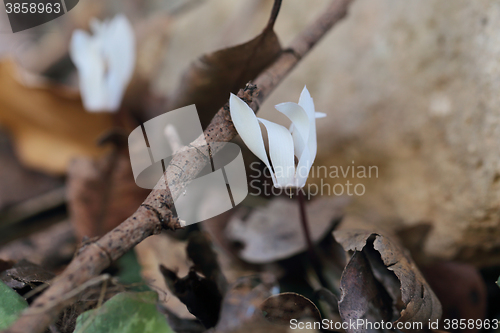 Image of Cretan cyclamen