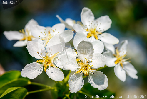 Image of Apple tree blossoming flowers