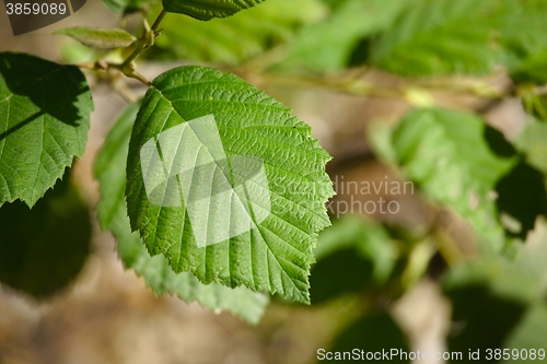 Image of Fresh Green Leaves